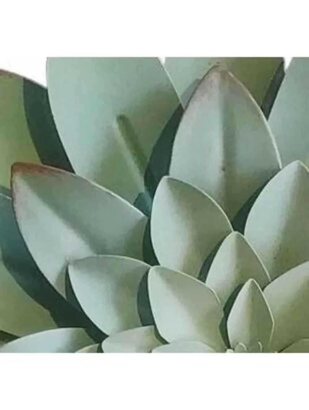 3D Layered Metal Succulent Wall Art - Sage Green (8 in.)